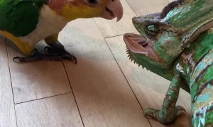 Bird Unsure of New Chameleon Friend