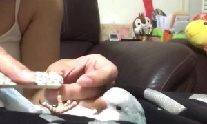 Calm Bird Gets Her Nails Filed