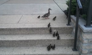 Ducklings adorably attempt to climb steps