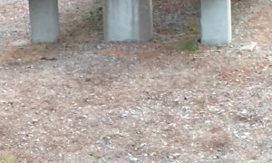 A Deer Eats Their Gear