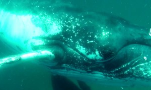 Whale smashes diver’s camera with fin during close encounter