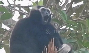 Gibbons sing from tree tops in Cambodian jungle