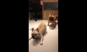 French bulldogs go nuts to sound of drums