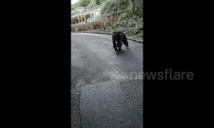 Family has close encounter when chimpanzees escape from Belfast Zoo