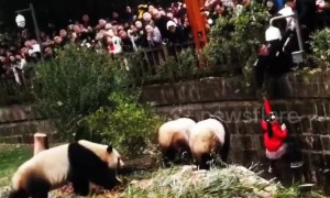 Security guard hangs upside-down to rescue girl that fell into panda enclosure