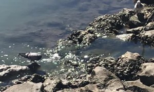 Pigeon Struts Down Crocodile's Snout