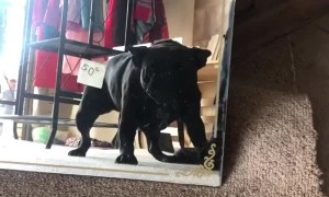 Shelby the Frenchie checking out a gararge sale mirror