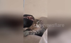 'Scaredy-cat' is completely terrified by lion documentary on TV