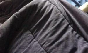 Dog Tucks Himself in for a Nap