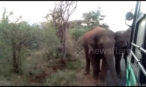 Panic on bus as elephant herd comes face-to-face with passengers in southern India