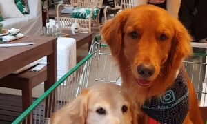 Pups Help Make Purchasing Decisions