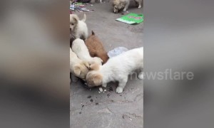 Caring stray puppy brings back some food to its mum