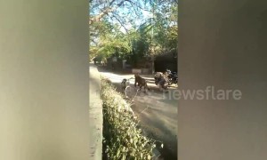 Panic grips Indian village invaded by a wild lion for the first time ever
