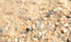 Garter Snake Defends Itself