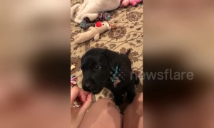 This little puppy doesn't understand how doggy treats work