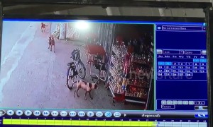 Cheeky dogs caught stealing crisps from shop