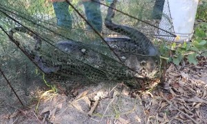 Thai fisherman in shock after finding giant python in his net
