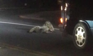 Rumbling Raccoons Hold Up Traffic