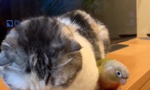 Parrot Annoys Resting Cat