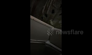 Pack of dogs chase away polar bears in northern Russia