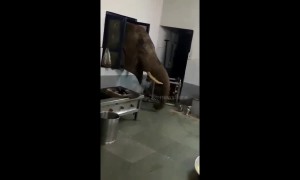 Wild elephant pokes head through window to raid military kitchen