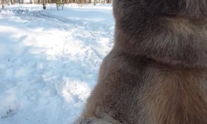 Bear Has Some Huge Paws