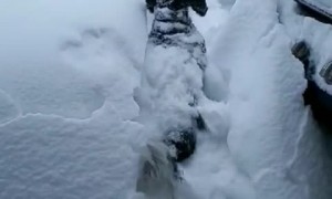 Dog Almost Disappears in Mountain of Snow