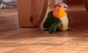 A  Playful Parrot and Its Favorite Toy