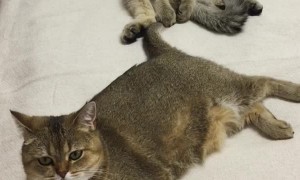 Cat Discovers Tail Makes Perfect Toy