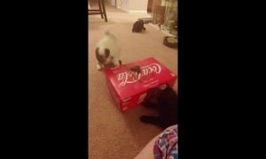 One-eyed kitty can't hit the fidget spinner