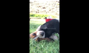 Playful piglet chases after Basset puppy for a cuddle