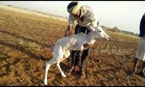 Kind-hearted farmer cares for calf born with just two limbs