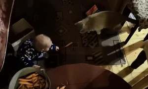 Cat Helps a Kid Collect Carrots