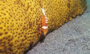 Rare Shrimp Caught on Camera