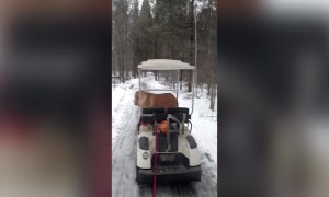 Dog goes for a Spin on Golf Cart