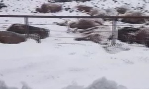 Extreme Cold Causes Tragedy for Cows