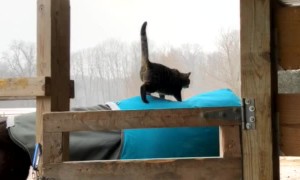 Cat Goes for a Bumpy Ride
