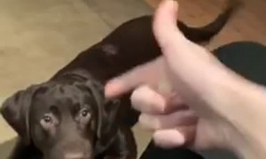 Pup Learned a New Trick Today