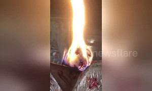 Bizarre video shows burning log that looks just like a dog