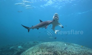 Shark boops his cute snoot on unsuspecting friend