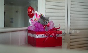 How to wrap your cat for Valentine's Day