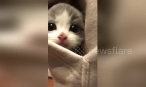 Angelic little kitten refuses to leave his owner's pocket