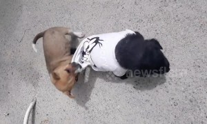 Puppy wants her favourite T-shirt back
