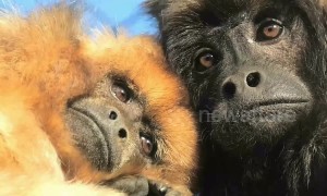 Zoo animals are feeling the love this Valentine's Day