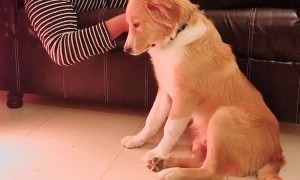 How to Train Your Human