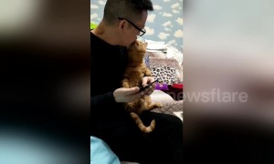 Needy cat paws owner to ask for a kiss