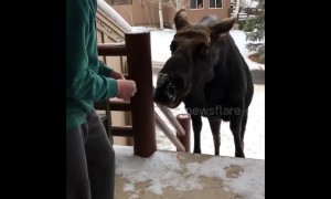 Allow me to intro-moose myself! Hungry moose gets fed outside US home
