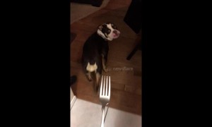 Bulldog is plagued by irrational fear of forks