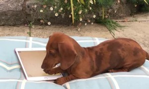 Dog Loves Her Smart Device