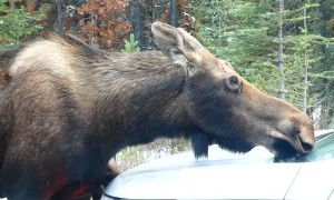 Moose Family Car Wash